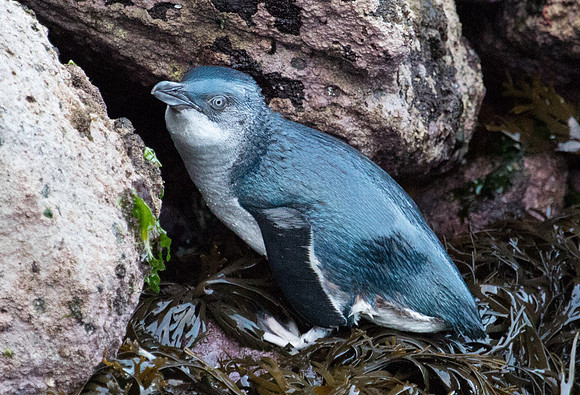Little penguin (Eudyptula minor)