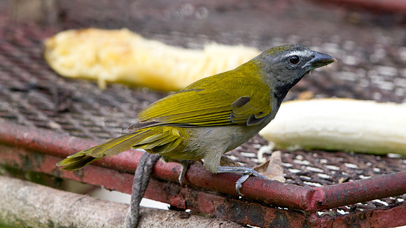 Buff-throated Saltator (Saltator maximus)
