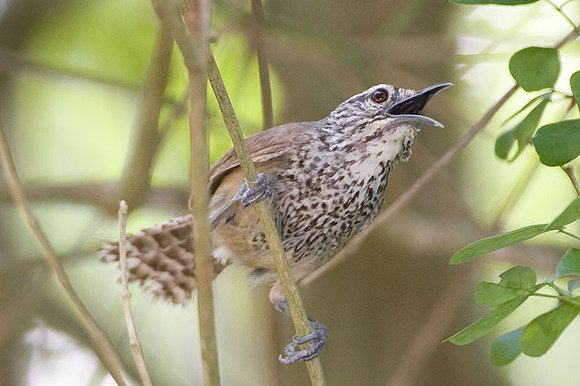 Spot-breasted Wren (Pheugopedius maculipectus)