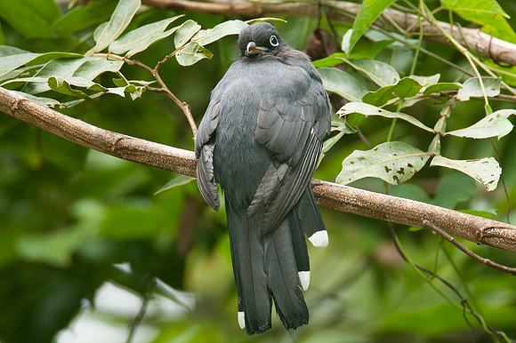 Black-headed Trogon (Trogon melanocephalus)