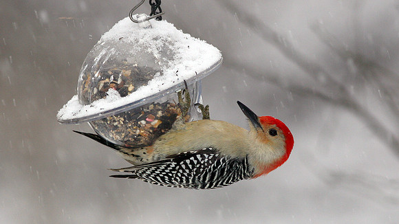 Red-bellied Woodpecker (Melanerpes carolinus) male