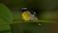 Bananaquit (Coereba flaveola)