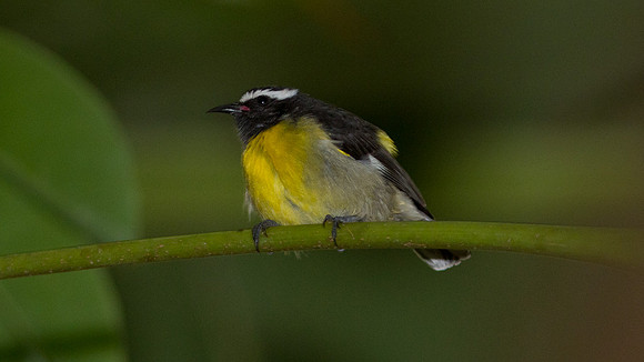 Bananaquit (Coereba flaveola)
