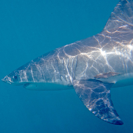 Great white shark (Carcharodon carcharias)
