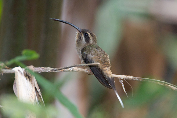 Stripe-throated Hermit (Phaethornis striigularis)
