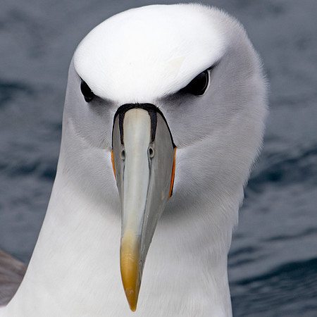 White-capped albatross (Thalassarche cauta steadi)