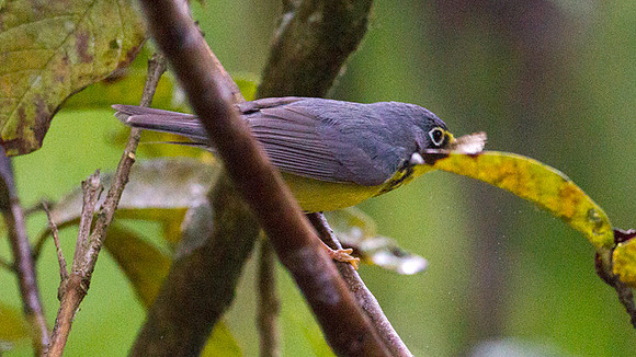 Canada Warbler (Cardellina canadensis)