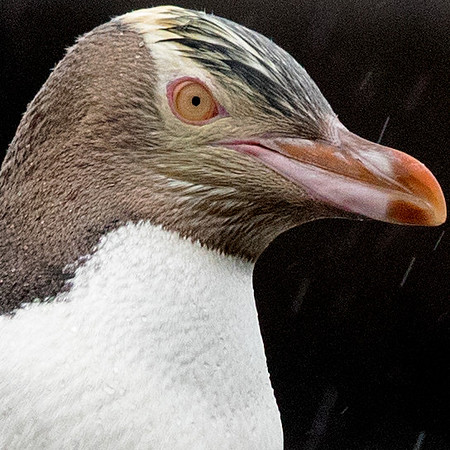 Yellow-eyed penguin (Megadyptes antipodes) or hoiho