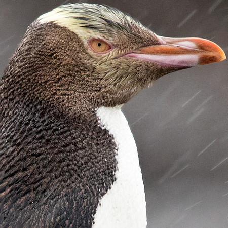 Yellow-eyed penguin (Megadyptes antipodes) or hoiho