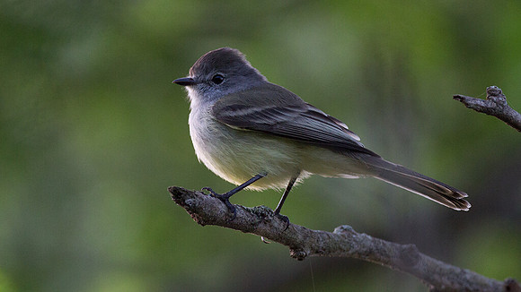 Northern Scrub Flycatcher (Sublegatus arenaruum)
