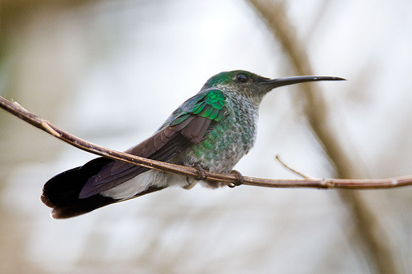 White-vented Plumeleteer (Chalybura buffonii)