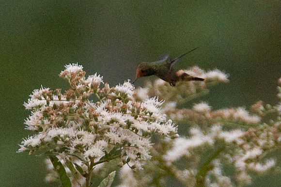 Rufous-Crested Coquette (Lophornis delattrei) female