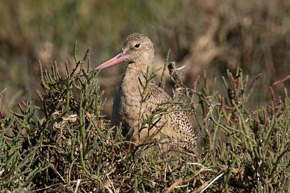 Marbled Godwit (Limosa fedoa)