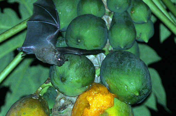 Antillean Fruit-eating Bat (Brachyphylla cavernarum)