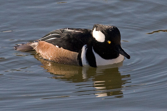 Hooded Merganser (Lophodytes cucullatus) male