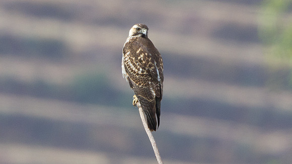 Variable Hawk (Buteo polyosoma)