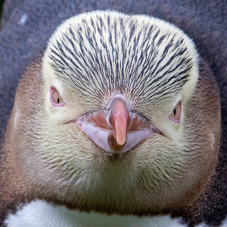 Yellow-eyed penguin or hoiho (Megadyptes antipodes)