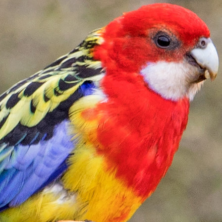 Eastern rosella (Platycercus eximius)