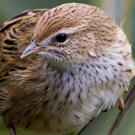 New Zealand fernbird or kōtātā or mātātā (Megalurus punctatus)