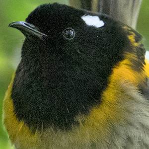 Stitchbird or hihi (Notiomystis cincta) Male