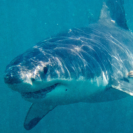 Great white shark (Carcharodon carcharias) Female
