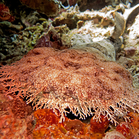 Tasselled wobbegong (Eucrossorhinus dasypogon)