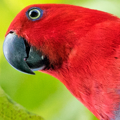 Eclectus parrot (Eclectus roratus) Female