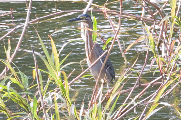 Green Heron (Butorides virescens)