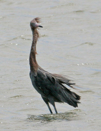 Reddish Egret (Egretta rufescens)