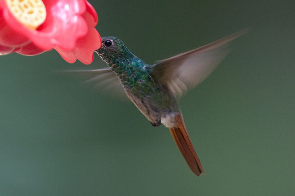 Rufous-tailed Hummingbird (Amazilia tzacatl)