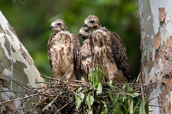 Red-shouldered Hawk (Buteo lineatus) juvenile