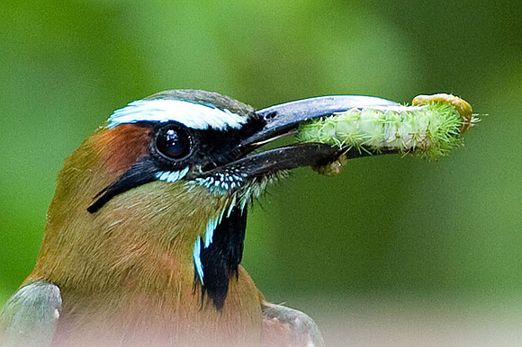 Turquoise-browed Motmot (Eumomota superciliosa)