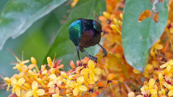 Copper-throated Sunbird (Nectarinia calcostetha) male