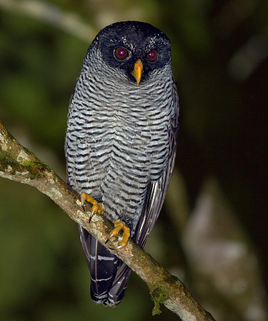 Black-and-white Owl (Strix nigrolineata)
