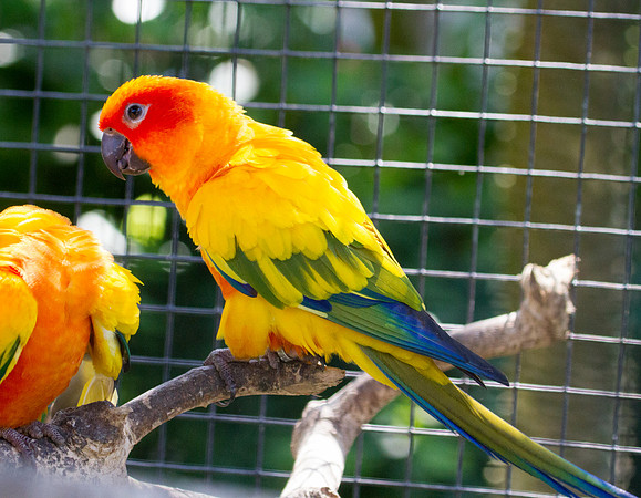 Sun parakeet (Aratinga solstitialis)