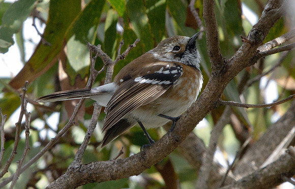 Hawaiʻi ‘Elepaio (Chasiempis sandwichensis)