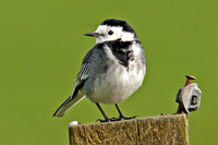 White Wagtail (motacilla alba yarrellii)