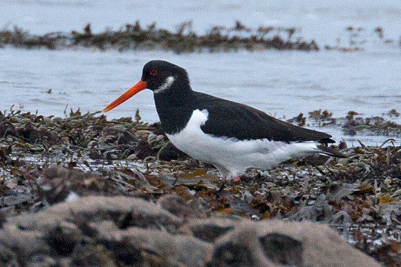 Eurasian Oystercatcher (Haematopus ostralegus) also known as Common Pied Oystercatcher