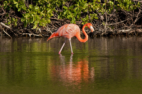 Greater Flamingo (Phoenicopterus roseus)