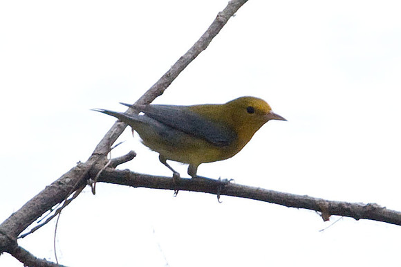 Prothonotary Warbler (Protonotaria citrea)