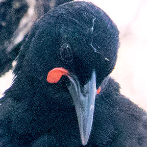 North Island saddleback or Tieke (Philesturnus rufusater)