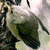 Whitehead or Pōpokotea (Mohoua albicilla)
