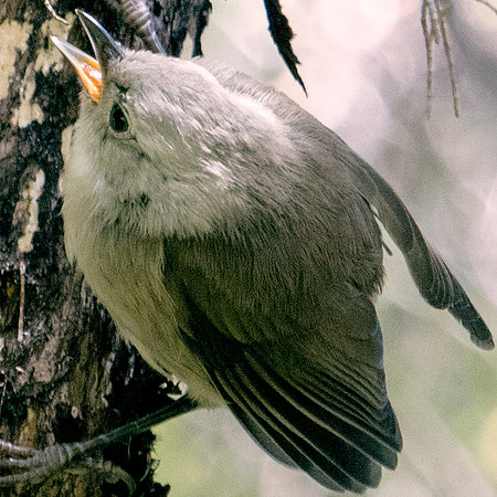 Whitehead or Pōpokotea (Mohoua albicilla)