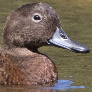 Brown teal or Pakete (Anas chlorotis)
