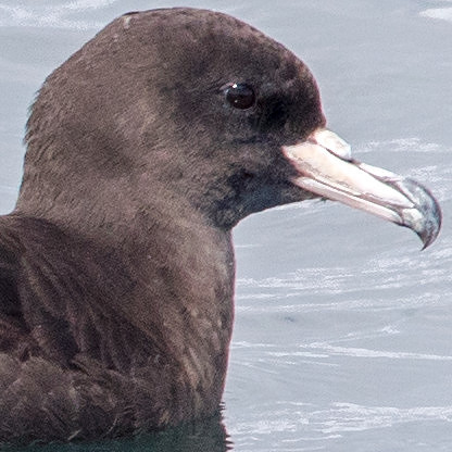 Black petrel (Procellaria parkinsoni)