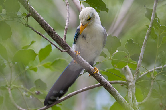 Yucatan Jay (Cyanocorax yucatanicus) juvenile