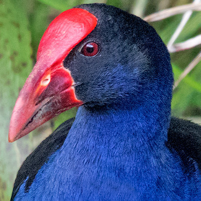 Purple swamphen or Pukeko (Porphyrio melanotus)