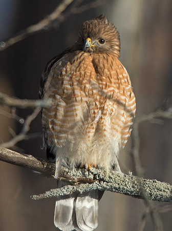 Red-shouldered hawk (Buteo lineatus)