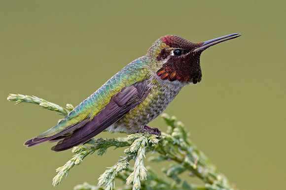 Anna's Hummingbird (Calypte anna)