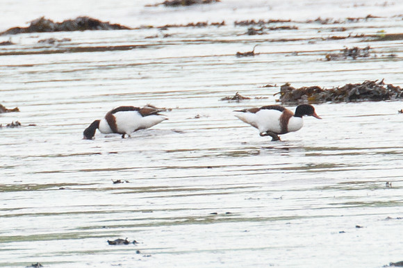 Common Shelduck (Tadorna tadorna)